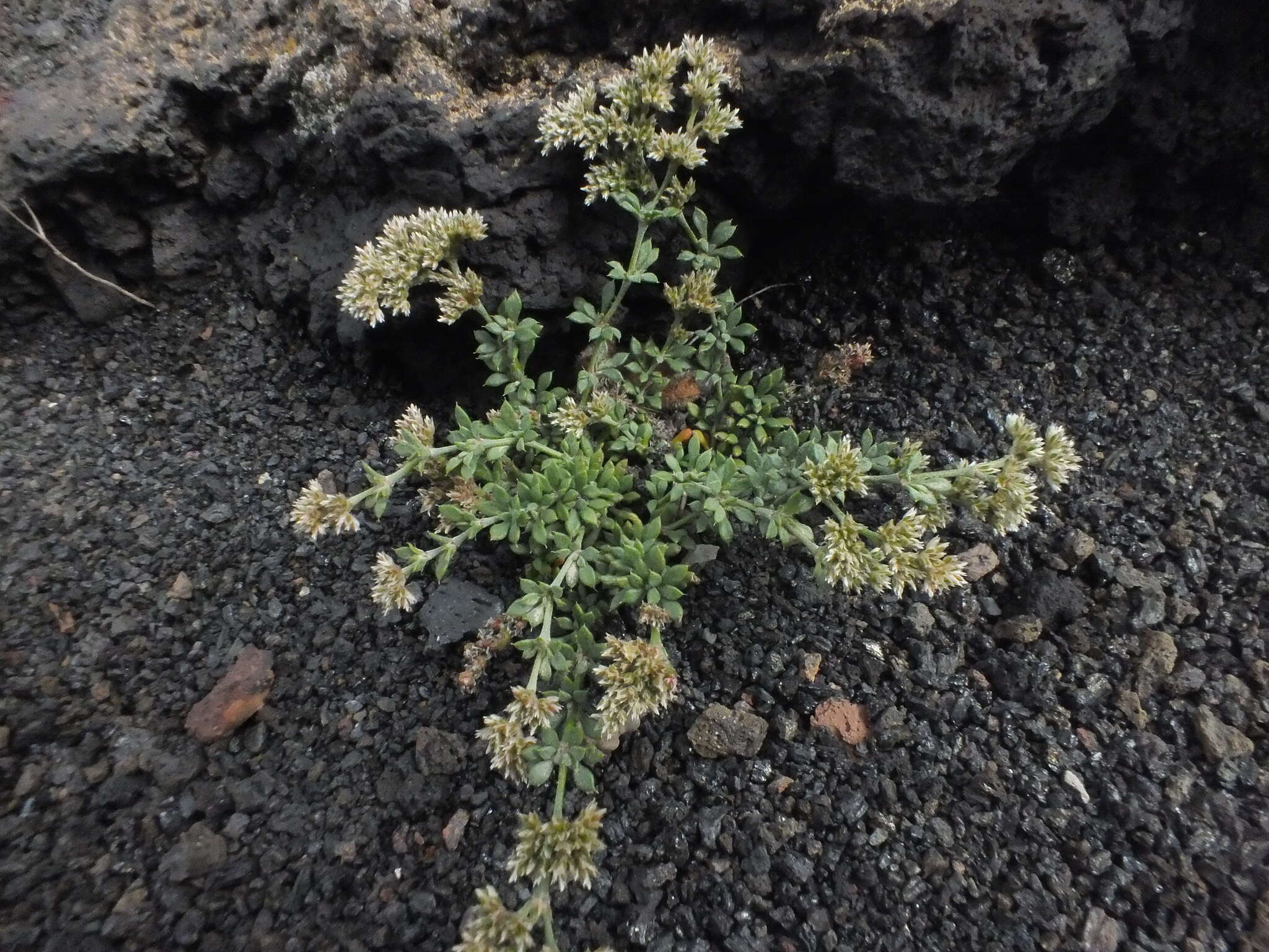 Imagem de Polycarpaea divaricata Poir. ex Steud.