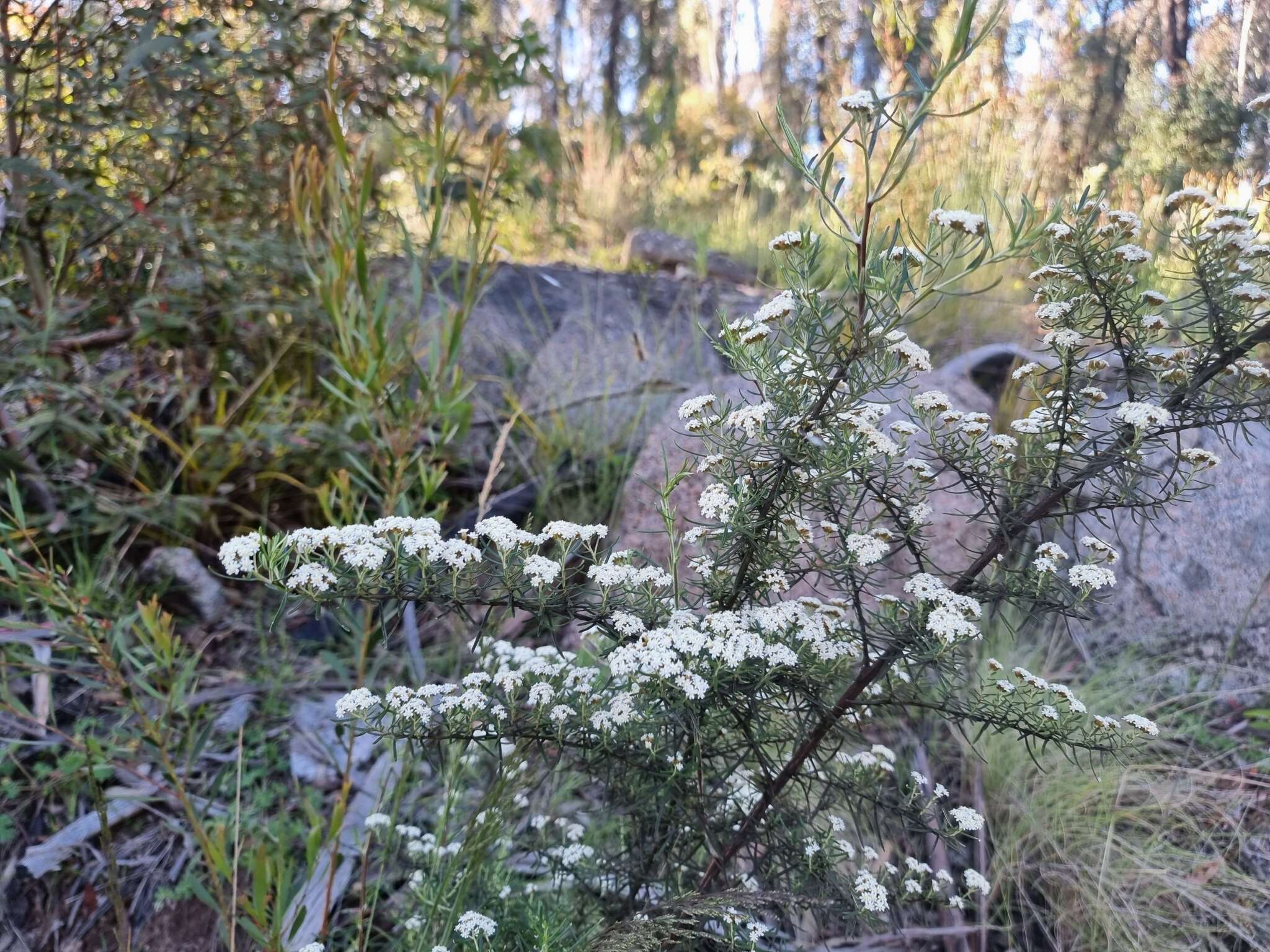 Image of Ozothamnus thyrsoideus DC.