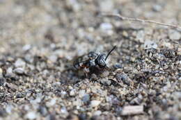 Image de Epeolus minimus (Robertson 1902)