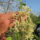 Image of Machaonia acuminata Bonpl.