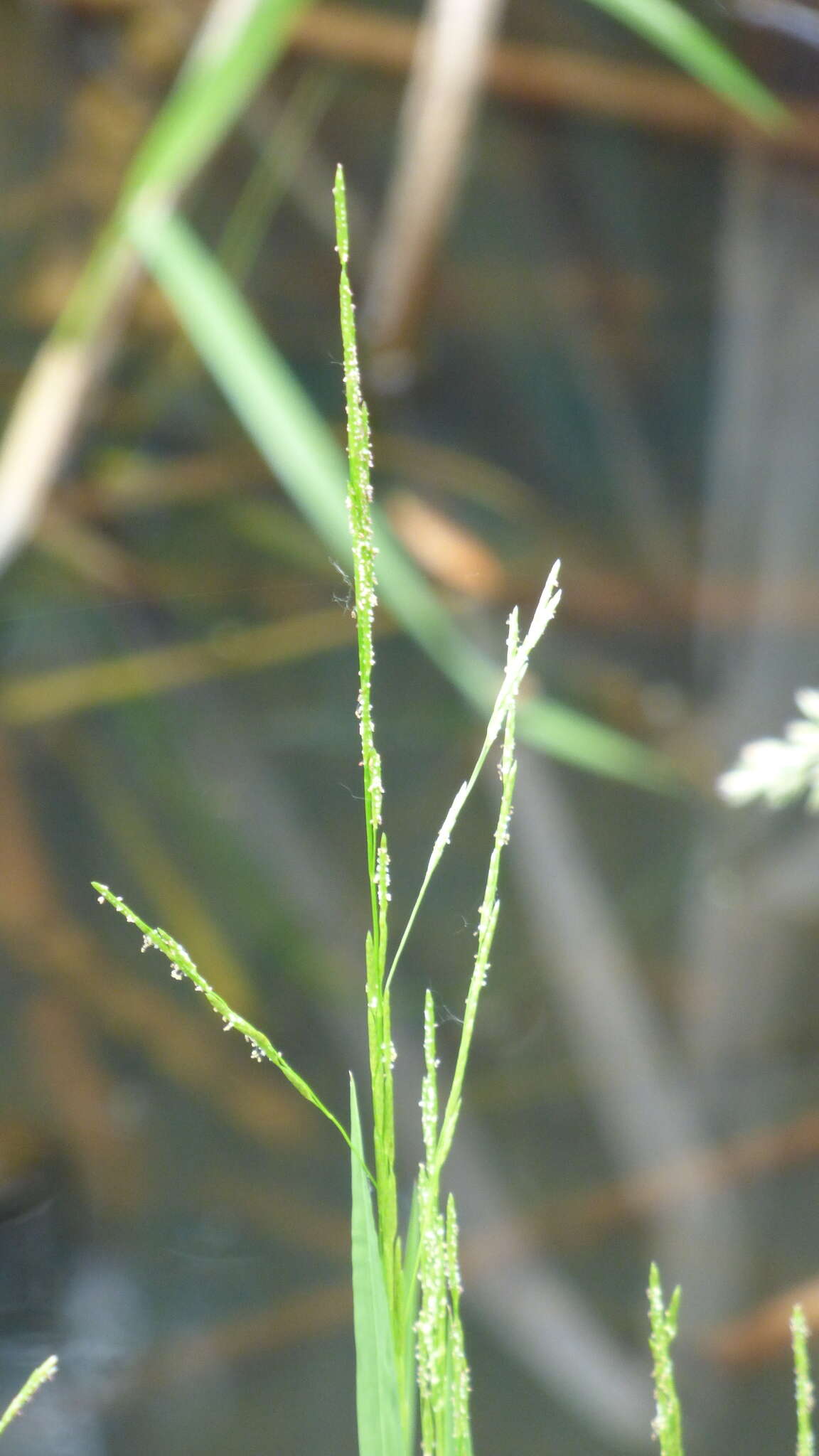 Imagem de Glyceria septentrionalis Hitchc.