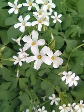 Imagem de Oxalis articulata subsp. articulata