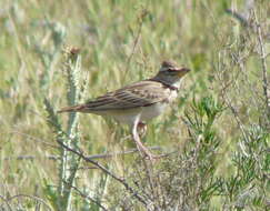 Image of Bimaculated Lark