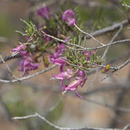 Imagem de Eremophila alternifolia R. Br.