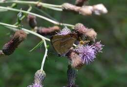 Image of Brown Hairstreak