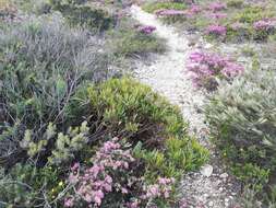 Image of Eucalyptus mcquoidii Brooker & Hopper