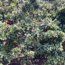 Image of Morella adenophora (Hance) J. Herb.