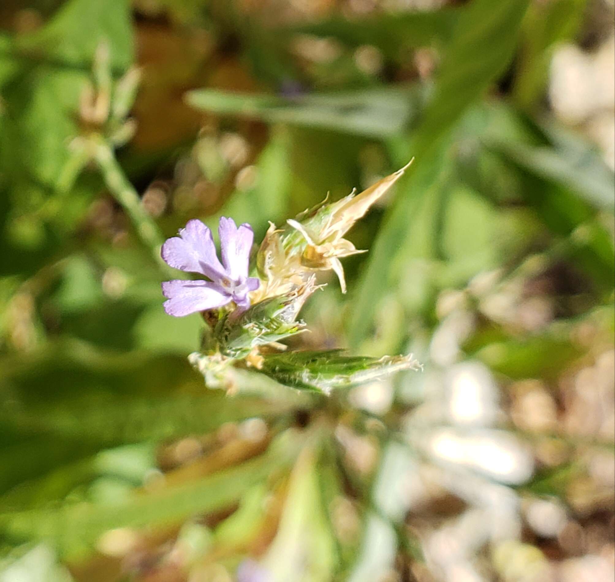 Elytraria imbricata (Vahl) Pers. resmi