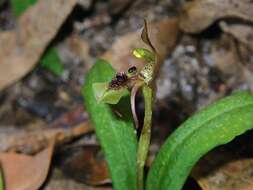 Imagem de Chiloglottis seminuda D. L. Jones