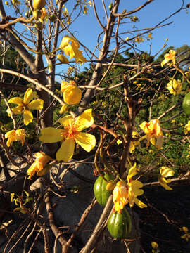 Imagem de Cochlospermum gillivraei Benth.