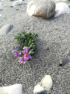 Image of Alpine toadflax