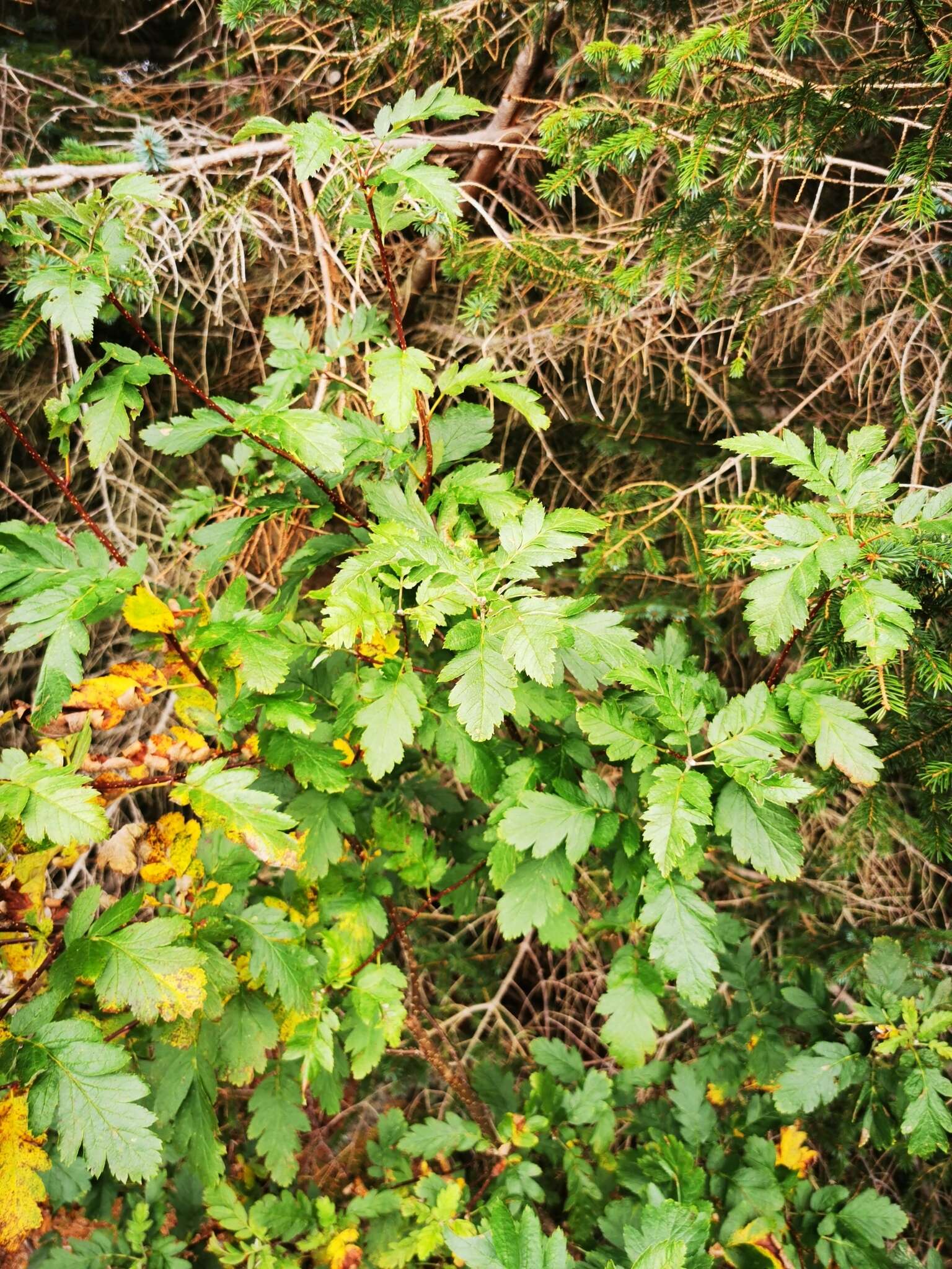 Imagem de Hedlundia hybrida (L.) Sennikov & Kurtto