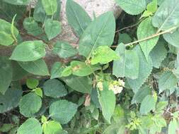 Sivun Persicaria chinensis (L.) Nakai kuva