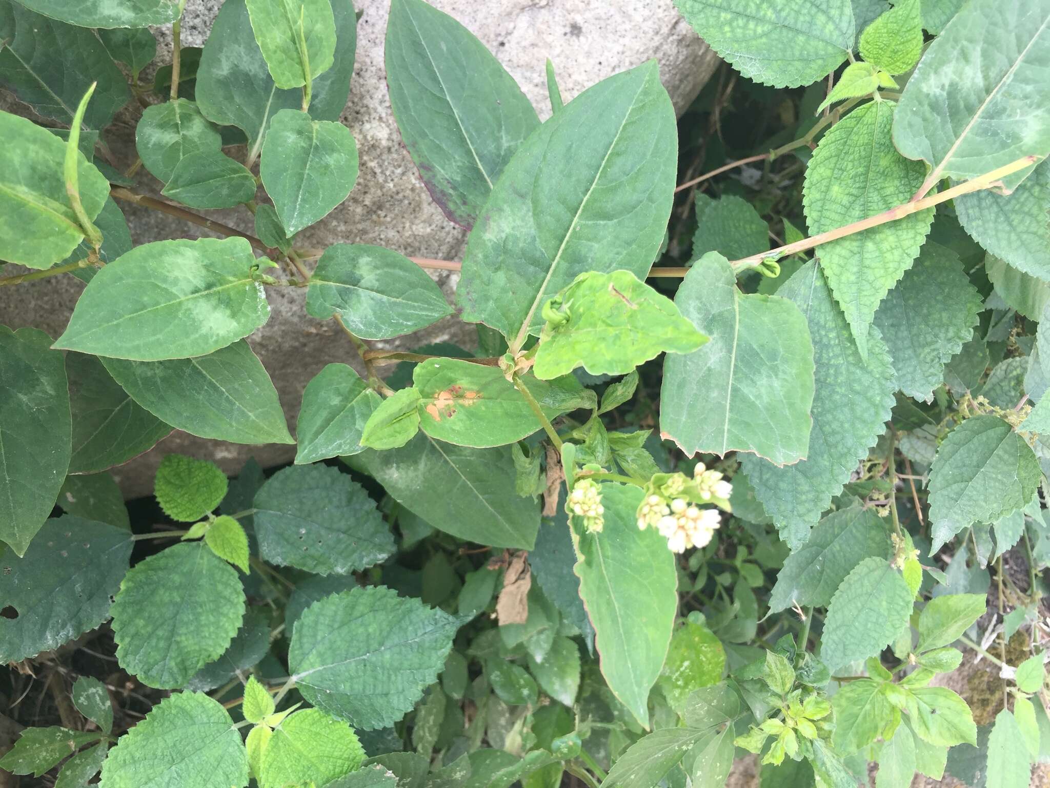 Sivun Persicaria chinensis (L.) Nakai kuva