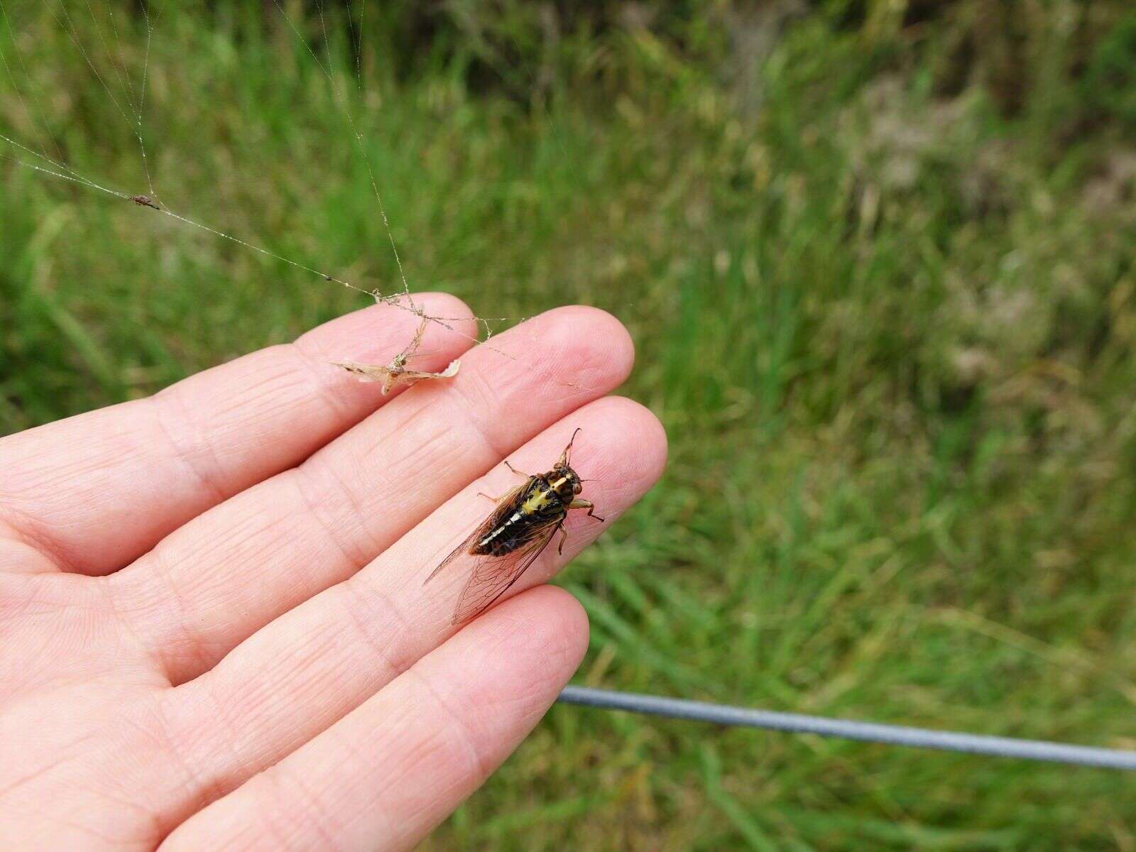 Image of variable cicada