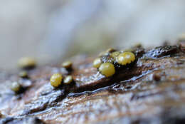 Image of Vibrissea flavovirens (Pers.) Korf & J. R. Dixon 1974