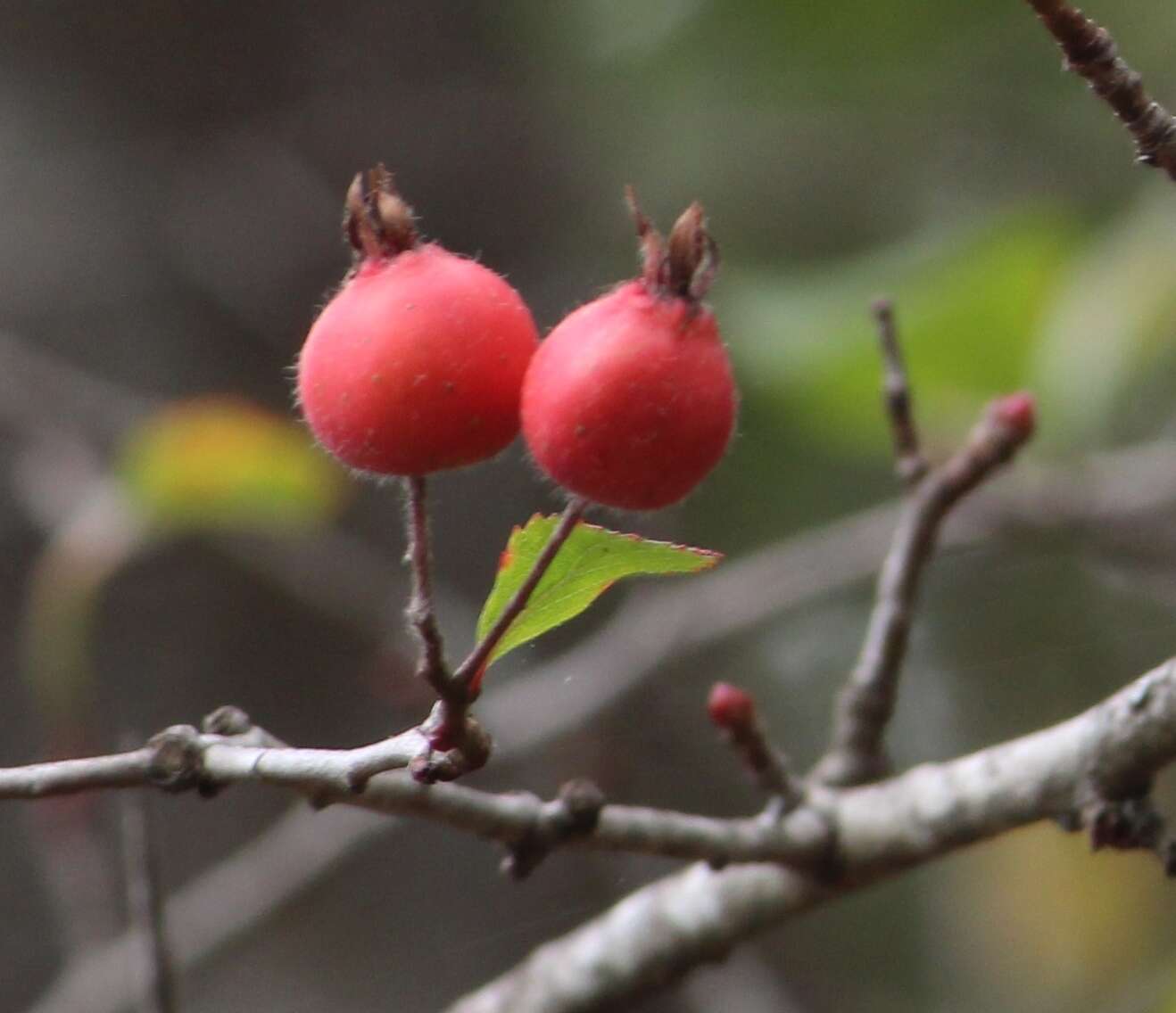 Image de Crataegus rosei Eggleston