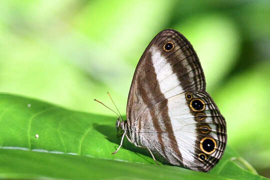 Image of Euptychoides albofasciata Hewitson 1869