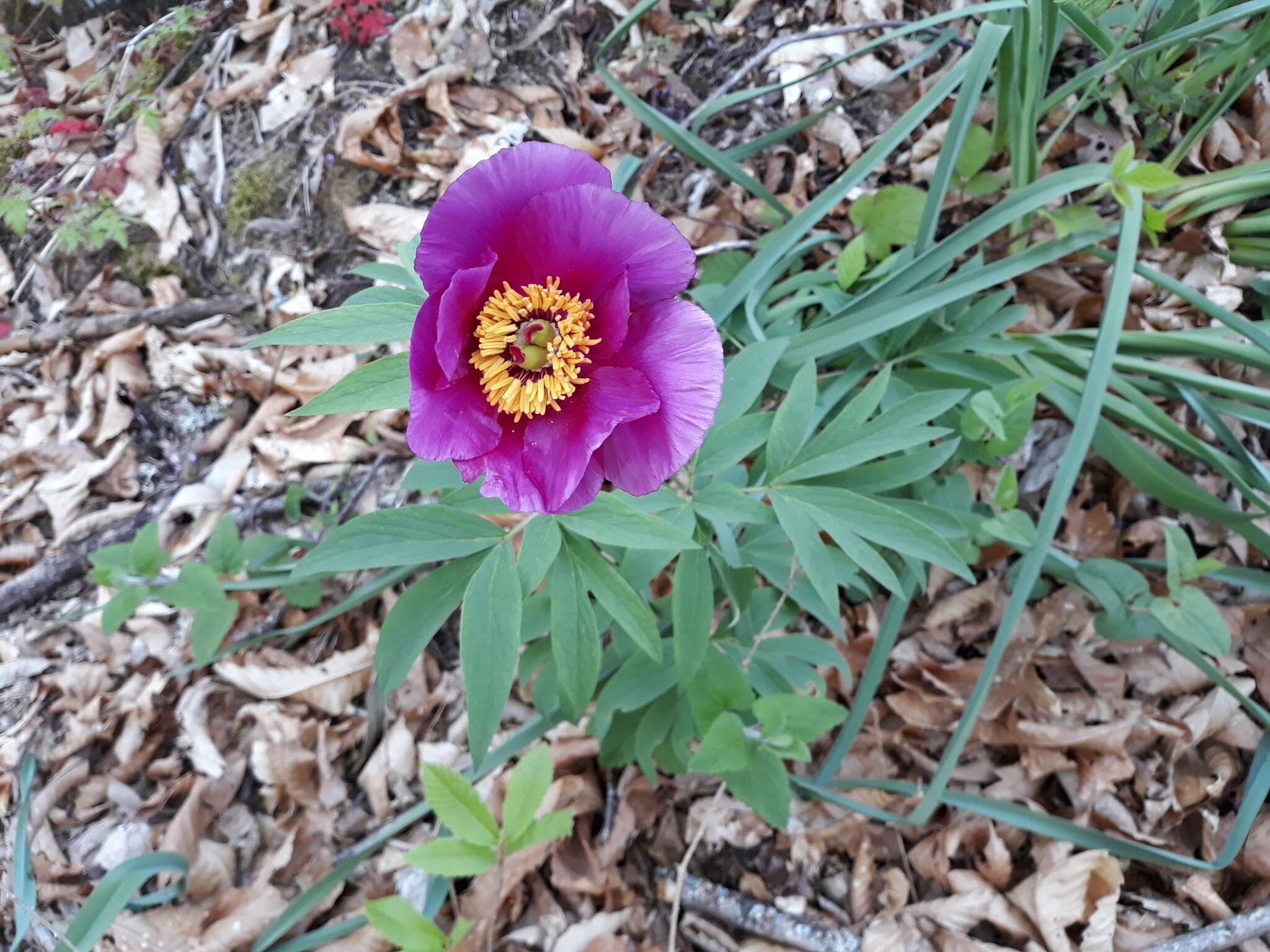 Image of Common Peony