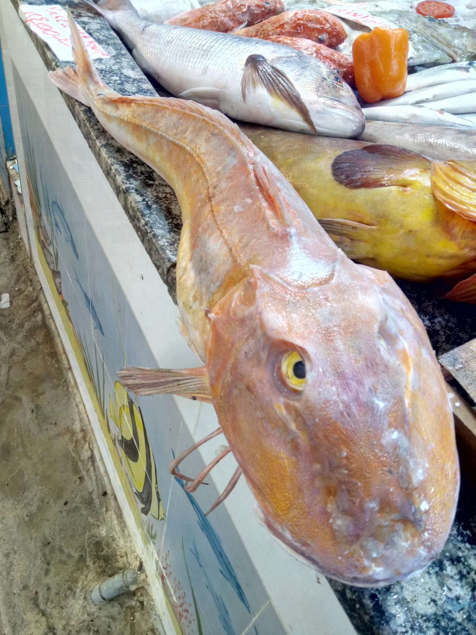 Image of Sapphirine Gurnard