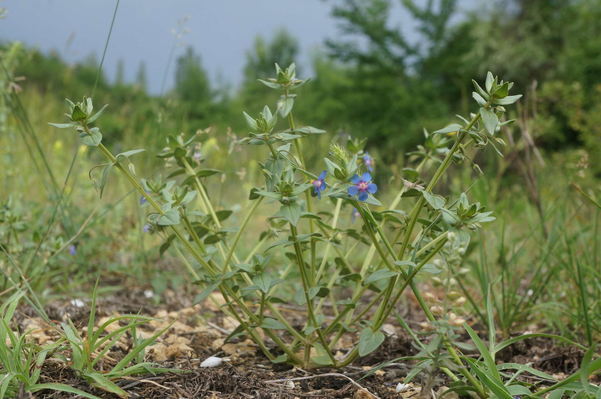 Imagem de Lysimachia foemina (Mill.) U. Manns & Anderb.