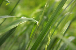 Image of Ascherson's orchardgrass