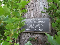 Image of Populus nigra var. italica (Moench.) Koehne