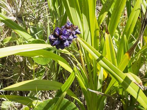 Image of Dianella congesta R. Br.