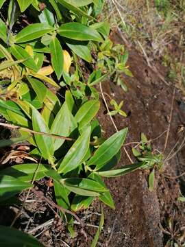 Sivun Veronica stricta var. macroura (Hook. fil. ex Benth.) Garn.-Jones kuva