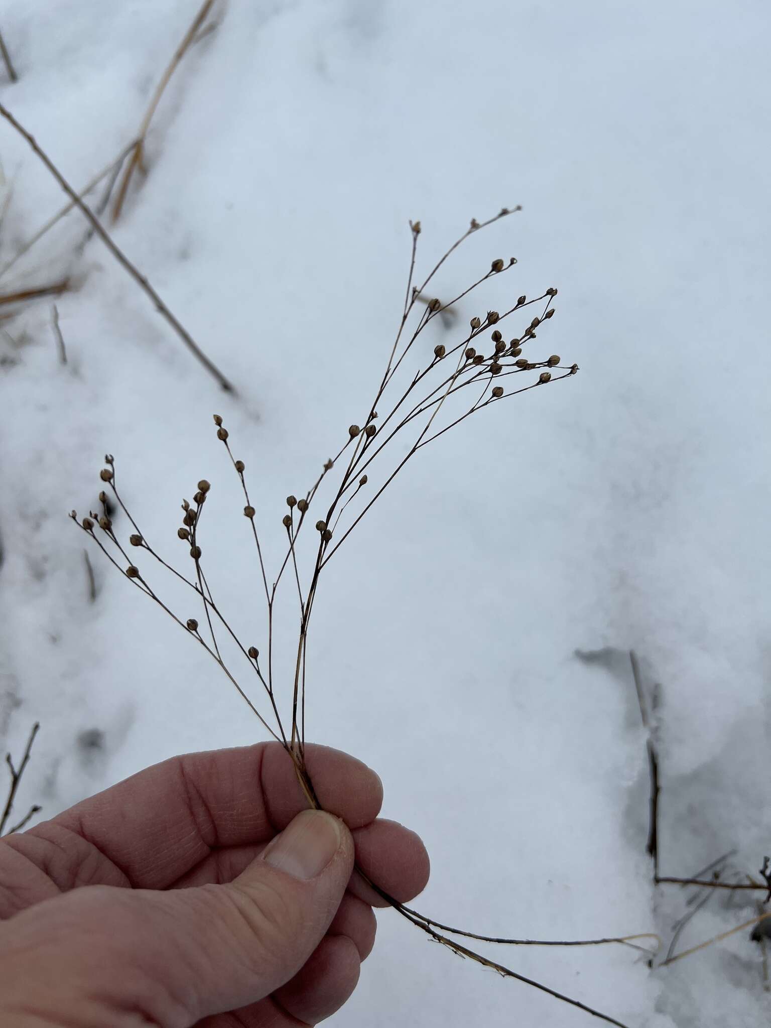 Image of Sandplain Flax