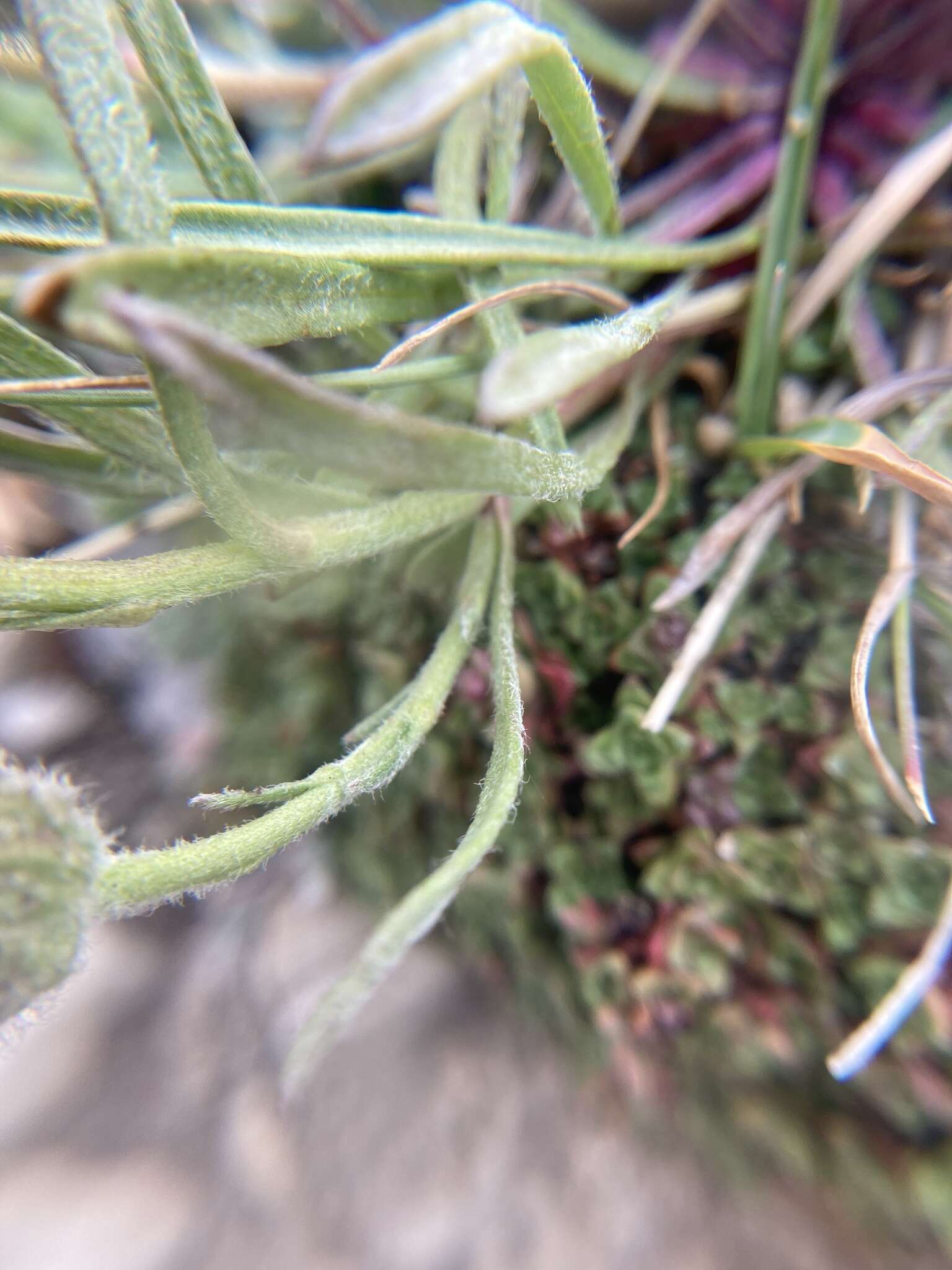 Image of Lackschewitz's fleabane