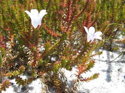 Image of Roella recurvata A. DC.