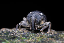 Image of Salcus quadripunctatus Heller 1916