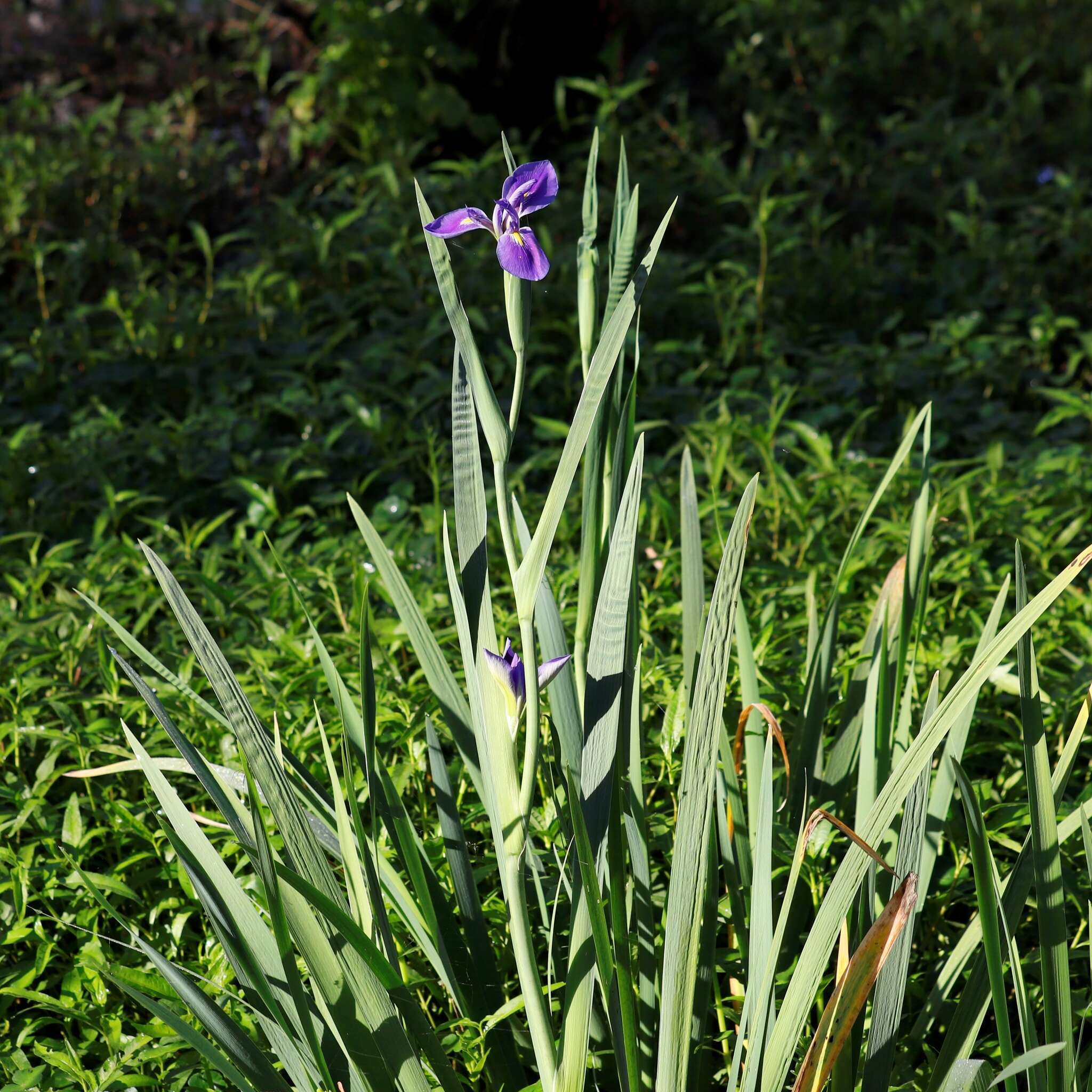 Image of giant blue iris