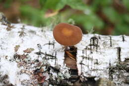 Imagem de Simocybe sumptuosa (P. D. Orton) Singer 1962