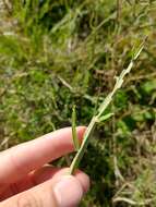 Image of Baccharis articulata (Lam.) Pers.