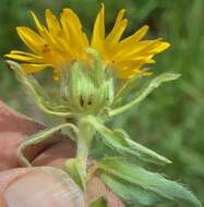 Image of Rutter's false goldenaster