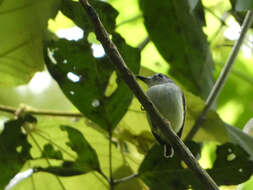 Image of Black-capped Pygmy Tyrant