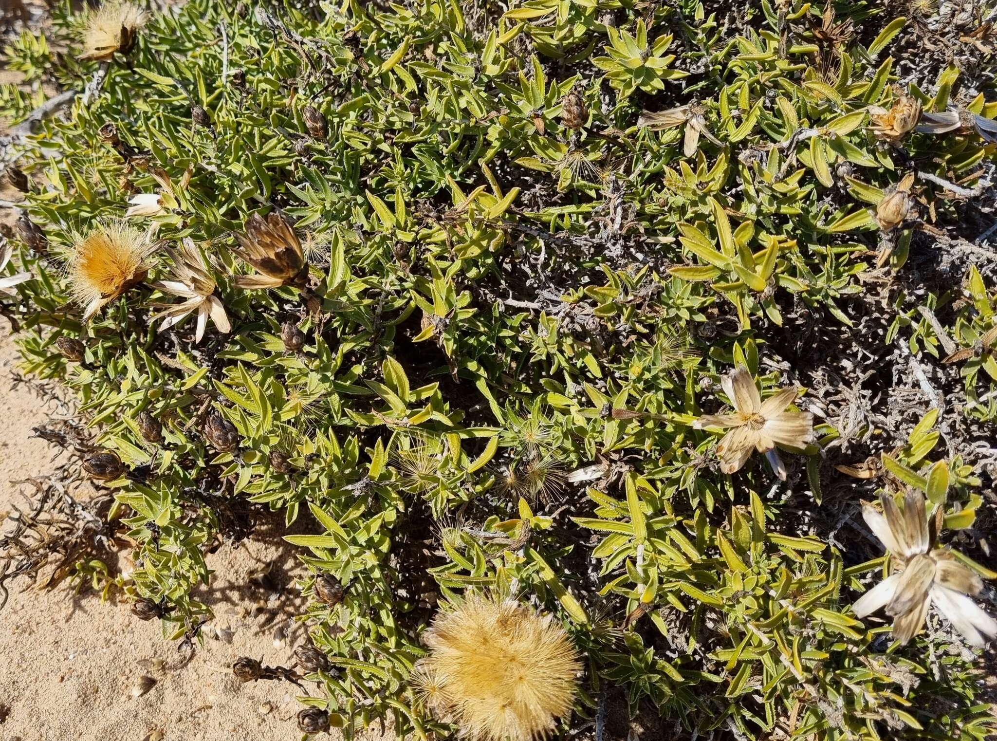 Image of Pteronia onobromoides DC.