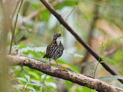 Ptilocichla mindanensis (Blasius & W 1890)的圖片