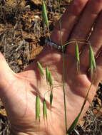 Image of wild oat