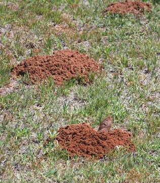 Image of Plains Pocket Gopher