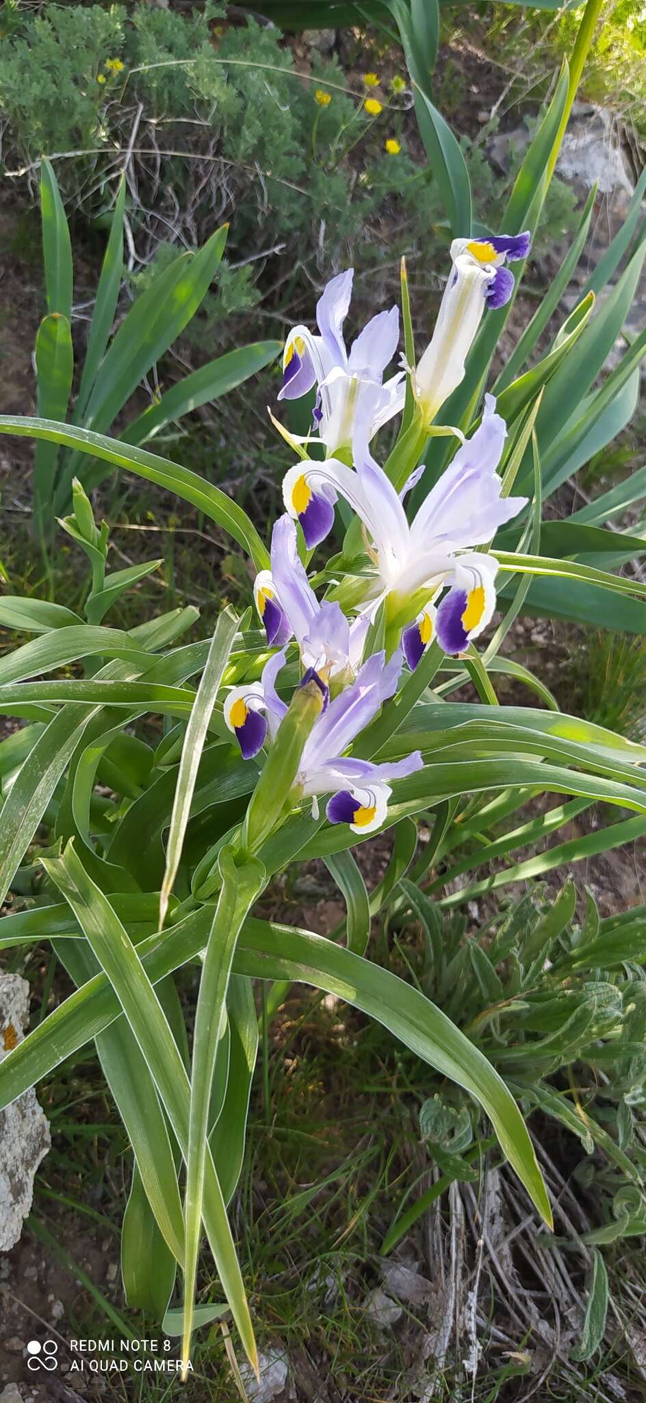 Iris warleyensis Foster的圖片