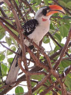 Image of Jackson's Hornbill