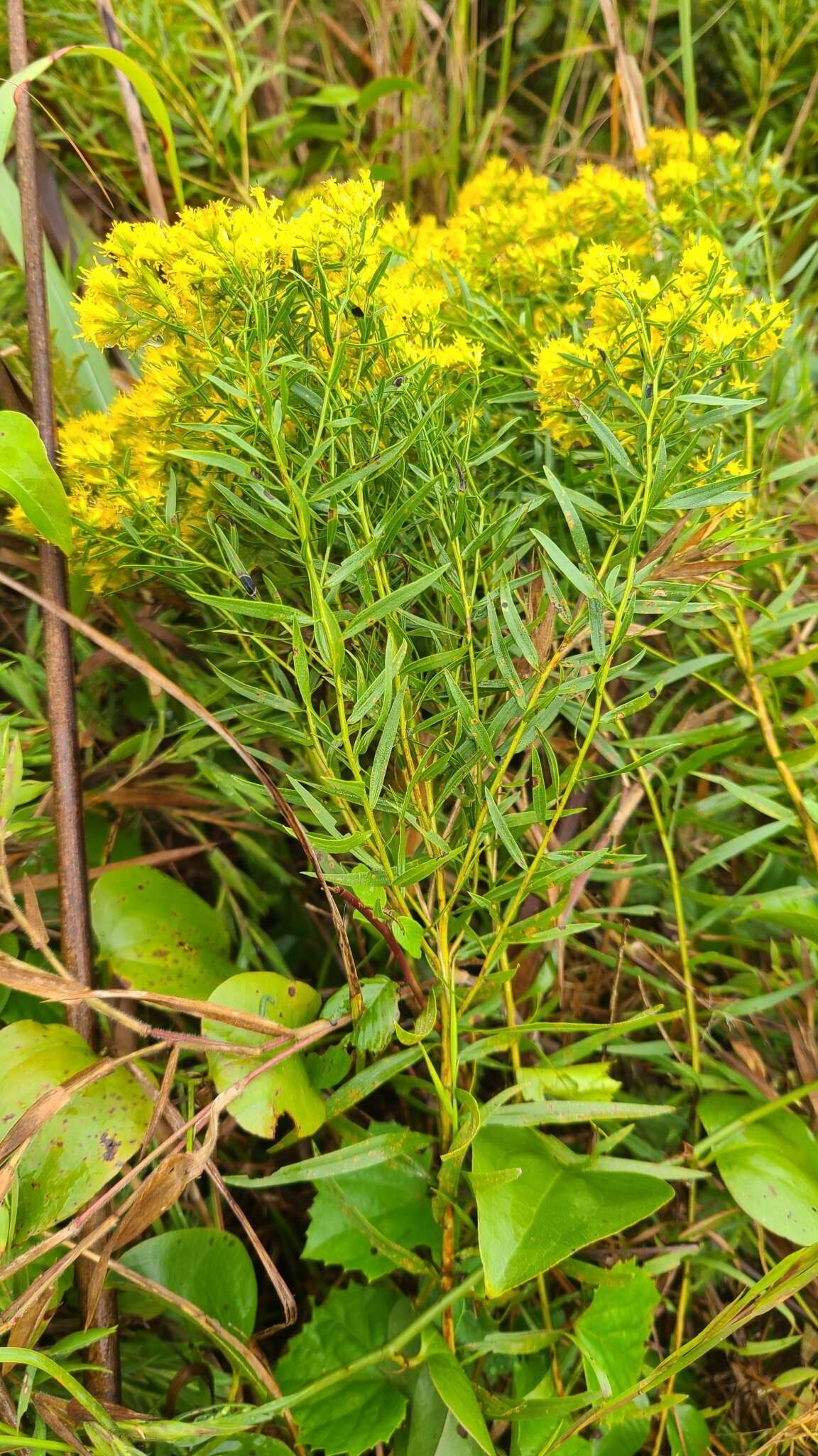 Plancia ëd Euthamia leptocephala (Torr. & A. Gray) Greene