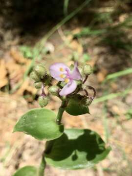 Image of Tripogandra glandulosa (Seub.) Rohweder