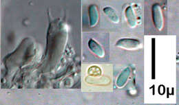 Image de Crustodontia chrysocreas (Berk. & M. A. Curtis) Hjortstam & Ryvarden 2005