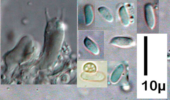 Sivun Crustodontia chrysocreas (Berk. & M. A. Curtis) Hjortstam & Ryvarden 2005 kuva
