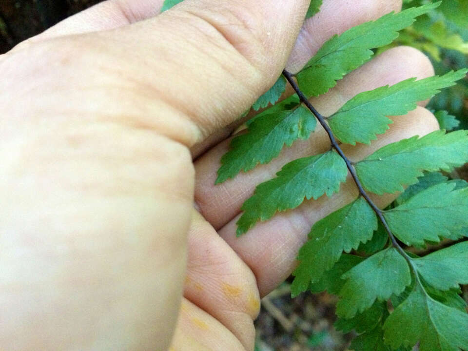 Image of sickle speenwort