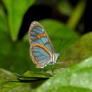 Image of Ithomia diasia morena Haensch 1903